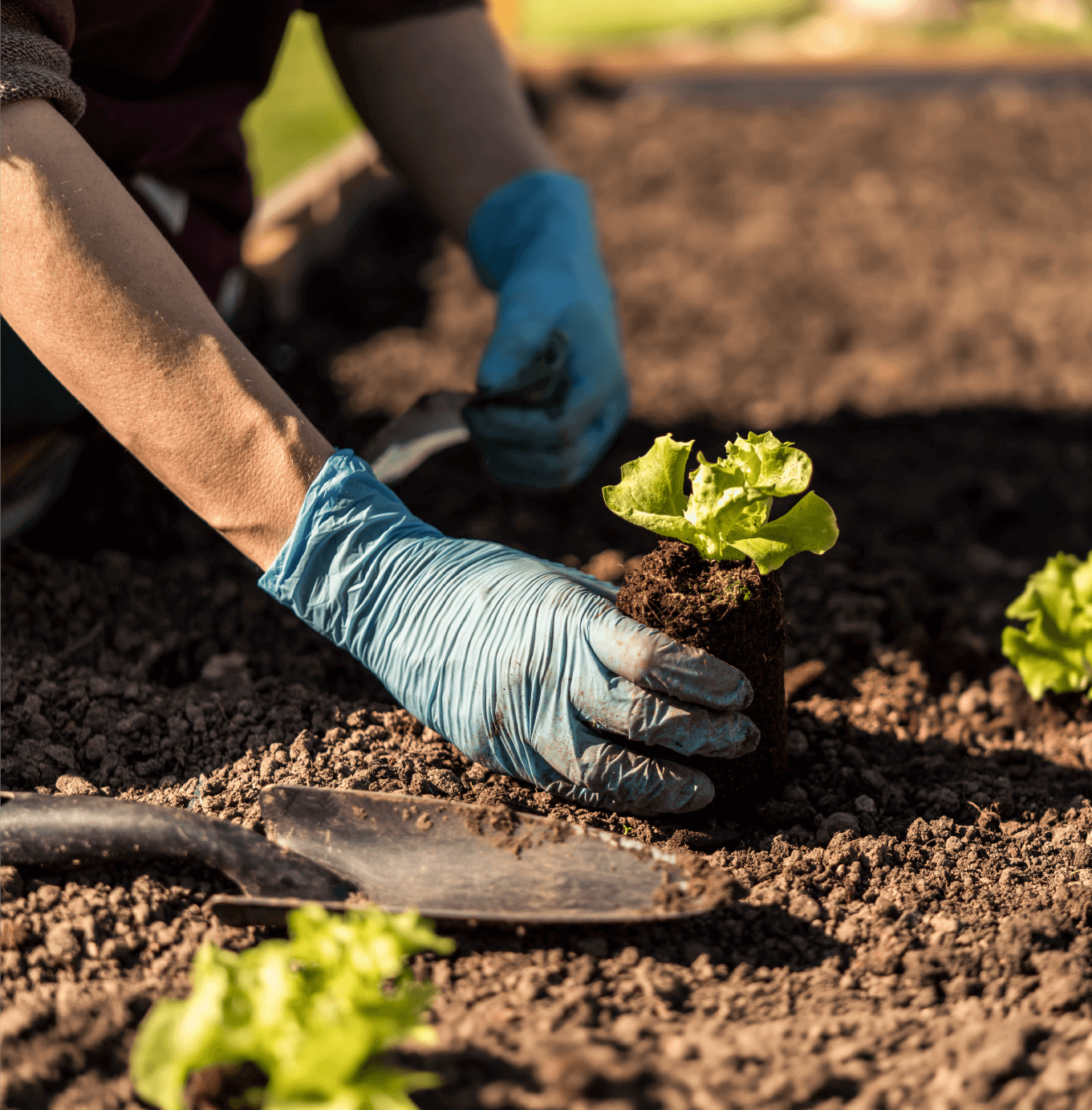Agricultor sembrando una lechuga